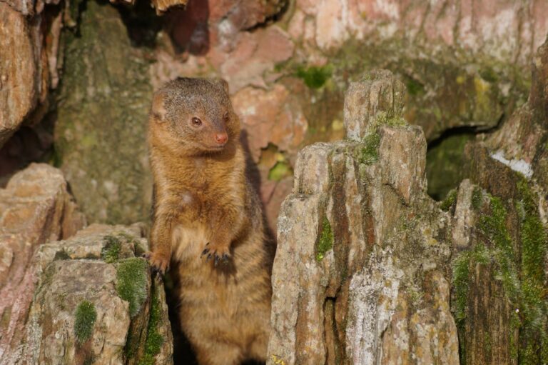 Když se tichý domov změní v hlučné doupě: Proč je svépomocný boj s kunou často marný